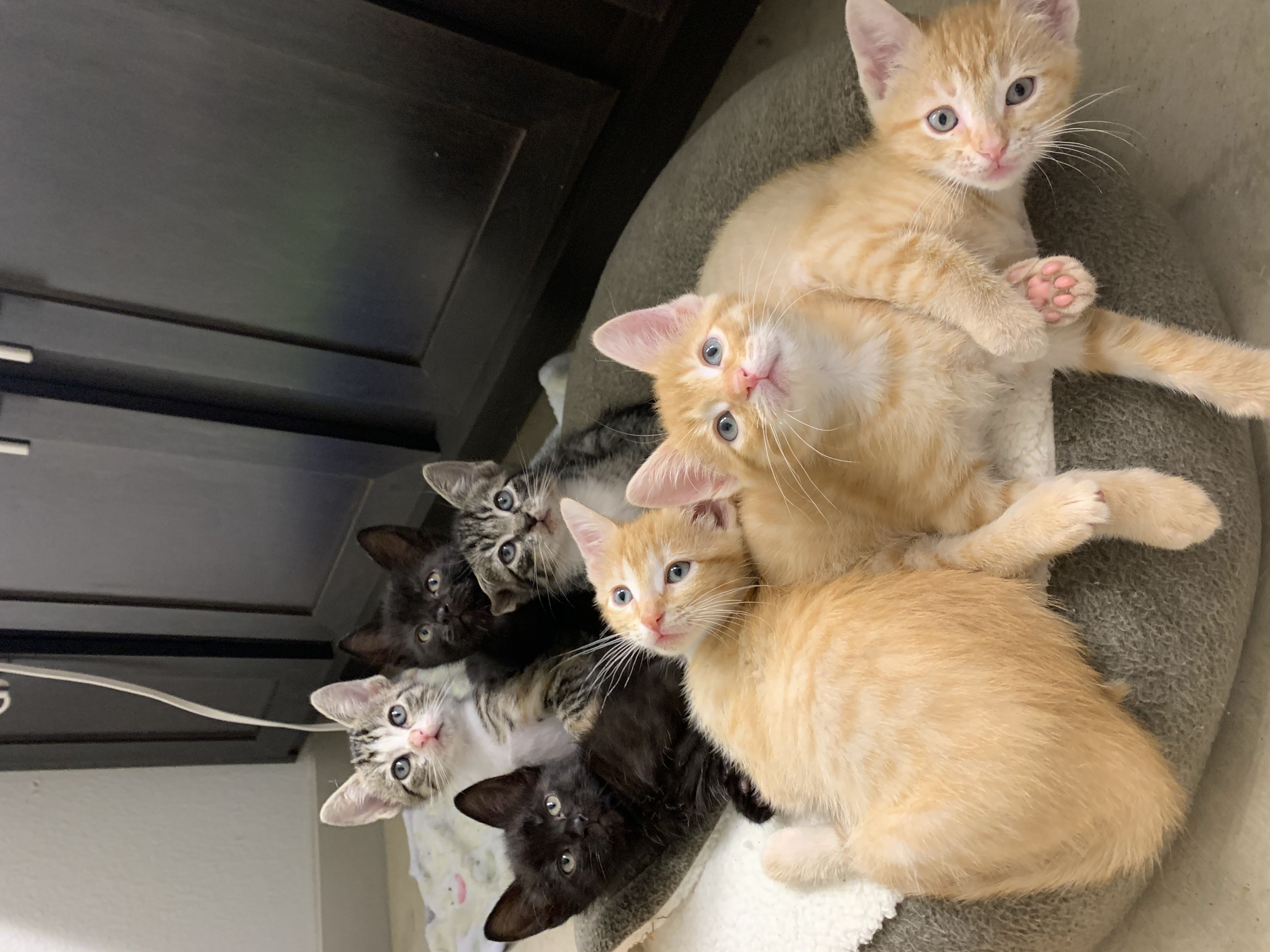 picture of Kate's foster kittens